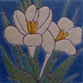 crocus-wit